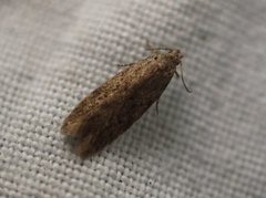 Gelechiidae (Twirler moths)