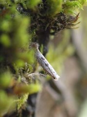 Parornix betulae (Brown Birch Slender)