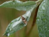 Ancylis myrtillana (Blåbærsigdvikler)