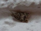 Eudonia truncicolella (Ground-moss Grey)