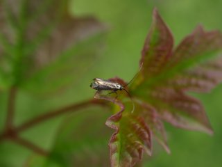 Adela reaumurella (Green Long-horn)