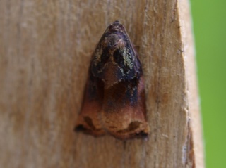 Archips podana (Large Fruit-tree Tortrix)