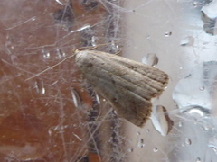 Hypenodes humidalis (Dvergnebbfly)