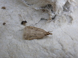 Eudonia pallida (Blek mosemott)