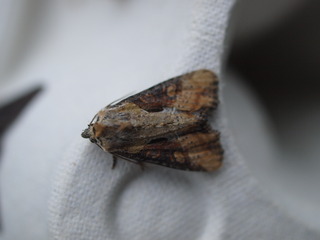 Lateroligia ophiogramma (Sumpengfly)