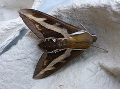 Hyles gallii (Bedstraw Hawk-moth)