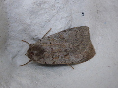 Coenophila subrosea (Myrfly)