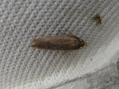 Gelechiidae (Båtmøll)