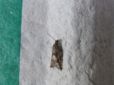 Tortricidae (Viklere)