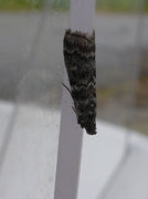 Dioryctria abietella (Dark Pine Knot-horn)