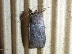 Protolampra sobrina (Barskogfly)