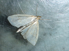Pyralidae (Snout moths)