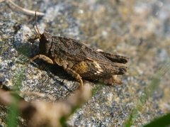 Tetragoidea (Torngresshopper)