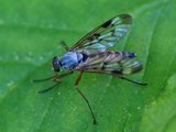 Rhagionidae (Snipe Flies)