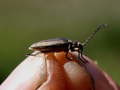 Chrysomelidae (Bladbiller)