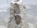 Eupithecia intricata (Einerdvergmåler)