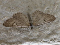 Eupithecia virgaureata (Gullrisdvergmåler)