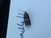 Elachistidae (Gressmøll)