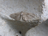 Eupithecia pusillata (Augustdvergmåler)