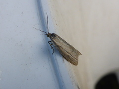 Tortricidae (Viklere)