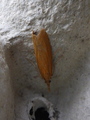 Chilo phragmitella (Wainscot Veneer)