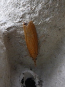 Chilo phragmitella (Takrørnebbmott)