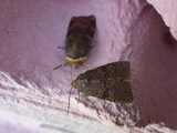 Noctuidae (Owlet moths)