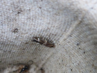 Gelechiidae (Twirler moths)