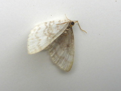 Asthena albulata (Small White Wave)