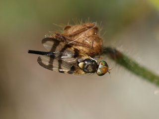 Tephritidae (Båndfluer)