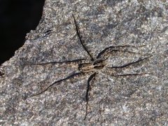 Wolf spiders (Lycosidae)