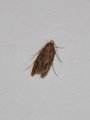 Hofmannophila pseudospretella (Brown House Moth)