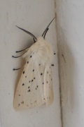 Spilosoma lubricipeda (White Ermine)