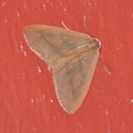 Hylaea fasciaria (Barskogmåler)