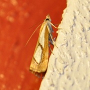 Catoptria pinella (Toflekket nebbmott)
