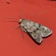 Epipsilia grisescens (Lyst klippefly)