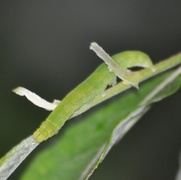 Scoliopteryx libatrix (Flikfly)