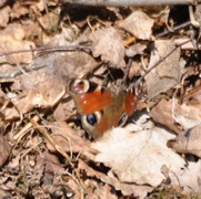 Aglais io (Peacock Butterfly)