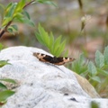 Aglais urticae (Neslesommerfugl)