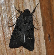 Aporophyla nigra (Stort lyngheifly)