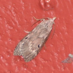 Aphomia sociella (Bee Moth)