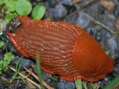 European red slug (Arion rufus)