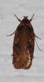 Agonopterix ciliella (Large Carrot Flat-body)