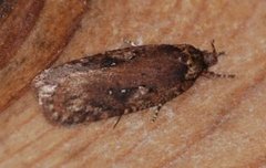 Agonopterix ciliella (Large Carrot Flat-body)