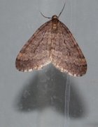 Operophtera fagata (Northern Winter Moth)