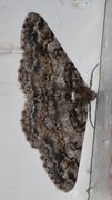 Cleora cinctaria (Ringed Carpet)