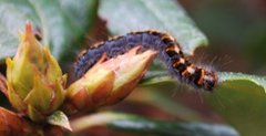 Lasiocampa quercus (Eikespinner)