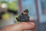 Aglais urticae (Small Tortoiseshell)