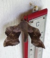Laothoe populi (Poplar Hawk-moth)