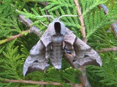 Smerinthus ocellata (Eyed Hawk-moth)